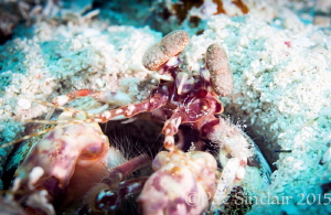 When I saw this mantis shrimp I decided to try and entice... by Patricia Sinclair 